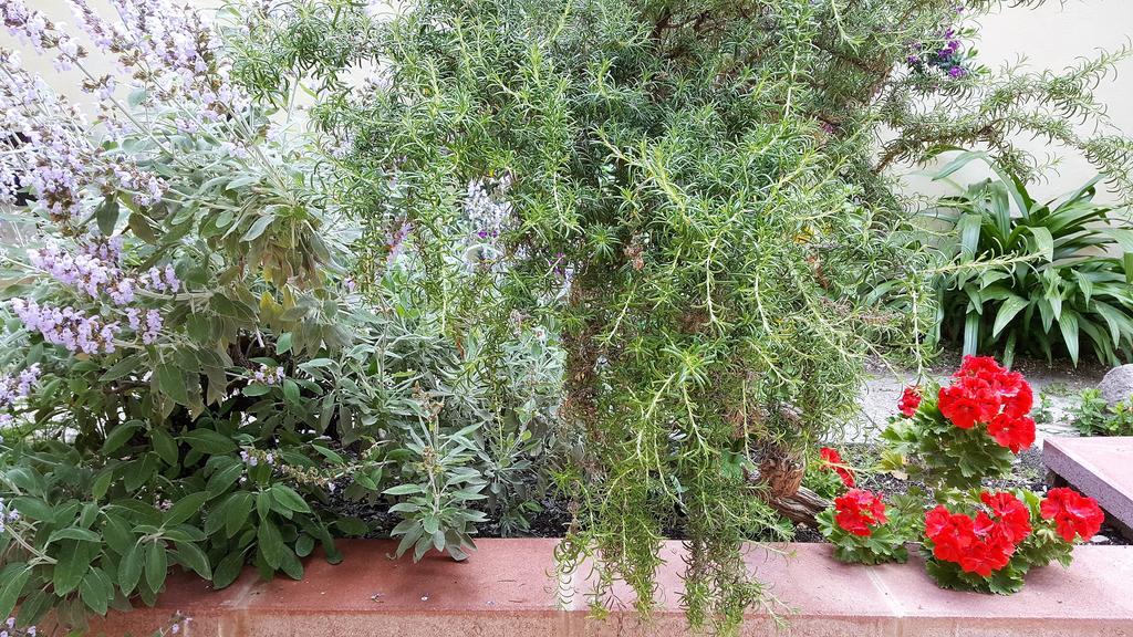 Il Giardino Del Nespolo Bed and Breakfast Alghero Buitenkant foto