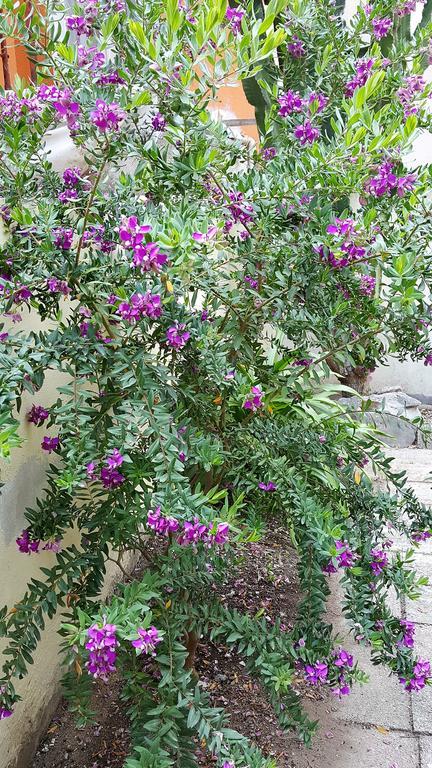 Il Giardino Del Nespolo Bed and Breakfast Alghero Buitenkant foto